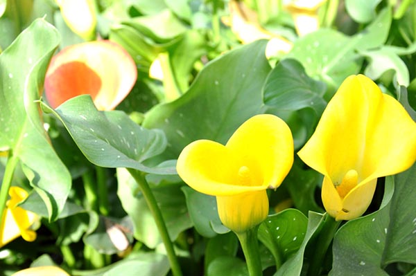 Hoa loa kèn vàng mang vẻ đẹp rạng rỡ Hoa loa kèn vàng mang vẻ đẹp rạng rỡ